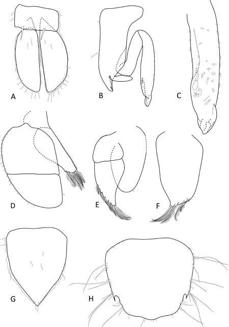 FIGURE 5. Onychatrium forceps sp. nov. A, male paratype (MTQ W33826) pleopod 1; B–C, male paratype (MTQ W31579), B, pleopod 2, C, enlargement of appendix masculina apex; D–F, male paratype (MTQ W33826), D, pleopod 3, E, pleopod 4, F, pleopod 5; G, female p