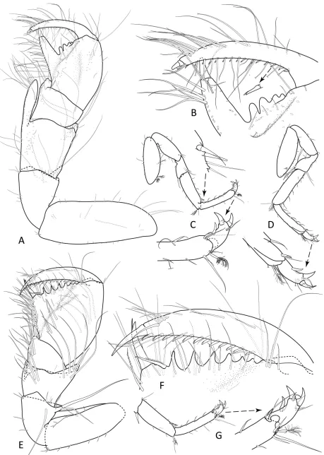 FIGURE 7. Onychatrium torosus sp. nov. A, B, male holotype (MTQ W34202), A, pereopod 1, B, enlargement of pereopod 1 dactylus; C, D, male paratype (MTQ W14076), C, pereopod 7, D, pereopod 2; E–G, female paratype (MTQ W34205), E, pereopod 1, F, enlargement of pereopod 1 dactylus, G, pereopod 7.