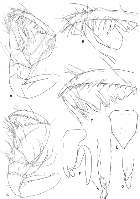 FIGURE 9. Onychatrium thomasidactylus,  (Bolstad and Kensley, 1999) comb. nov. A, B, male 3.2 mm (MTQ W19749), A, pereopod 1, B, enlargement of pereopod 1 dactylus; C–E, female (MTQ W19749), C, pereopod 1, D, enlargement of pereopod 1 E, pleopod 2; F, male