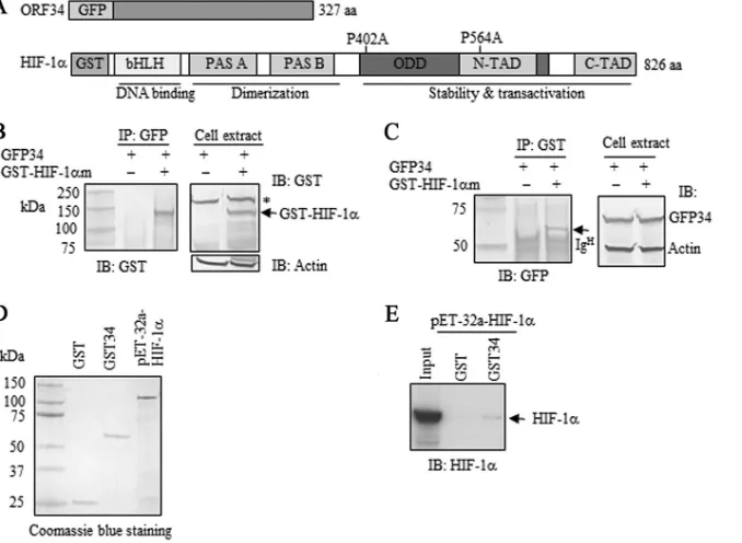 FIG 2 In vivo and in vitro interaction of ORF34 with HIF-1�. (A) Schematic diagram showing coding potentials of ORF34 and HIF-1� protein along withdifferent regulatory domains of HIF-1�