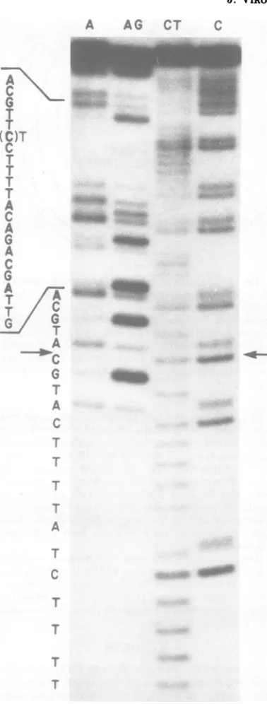 FIG. 3.segmentsofthebeled mutant Strategy for nucleotide sequence analysis DNAs. The solid circles represent 32P-la- ends; the solid lines represent regions in which sequence was read; the dashed lines indicate the deleted in mutant DNAs.