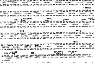 FIG. 5.nunberssmallextendsby Nucleotide sequence of the portion of the SV40 genome coding for small t antigen
