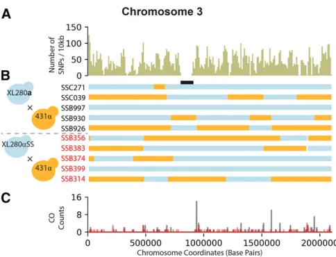 Figure 1 SNP density, haplotypes, and crossover (CO) counts of chromo-crosses. The position of the centromere is displayed in black
