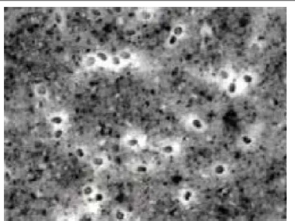 Figure 2.4: A microscopic image showing the white surround of the PVA ﬁbres known as