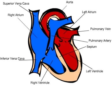 Figure 1).  