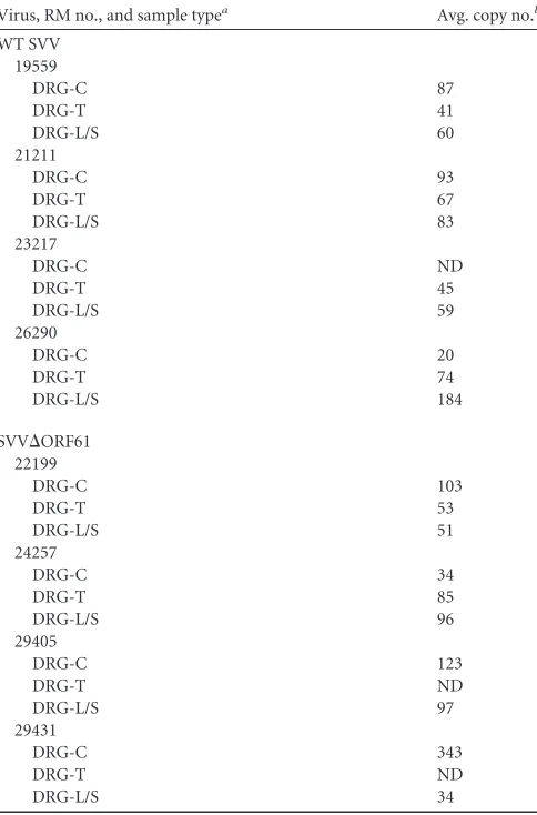 FIG 8 Expression of innate immune genes in BAL ﬂuid at 3 dpi. IFN-�, IFN-�, IL-6, ISG54, and ISG56 gene expression was measured by RT-qPCR in RMsinfected with WT SVV (closed circles) or SVV�ORF61 (open circles)