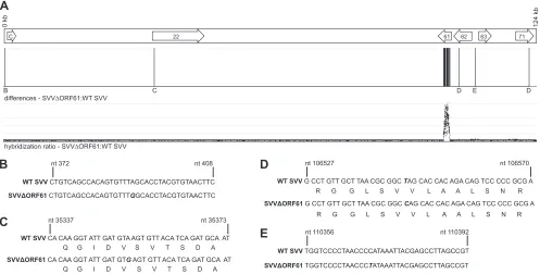 FIG 1 Comparative genomic hybridization and sequence analysis comparing SVV�ORF61 to WT SVV