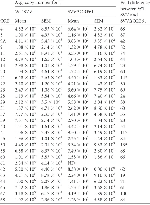 TABLE 1 SVV gene expression in cells from BAL ﬂuid 3 dpi