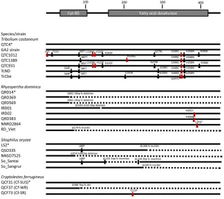 Figure 2 Aligned predicted protein models forphosphine-resistant strains of the four species stud-ied