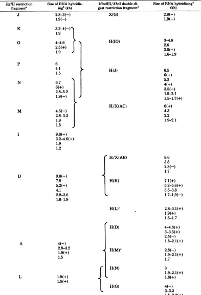 TABLE 3. Localization ofHSV-1 mRNA by blot hybridization