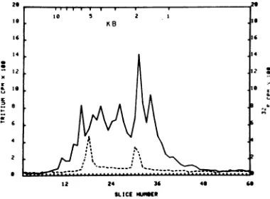 FIG.1.infectionbeled Size distribution of HSV-1 polysomal poly(A) mRNA from was hybridized to 15 pg o)