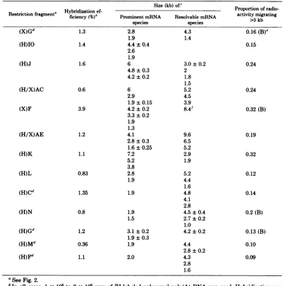 TABLE 2. HSV mRNA species hybridizing to restriction fragment DNA-cellulose