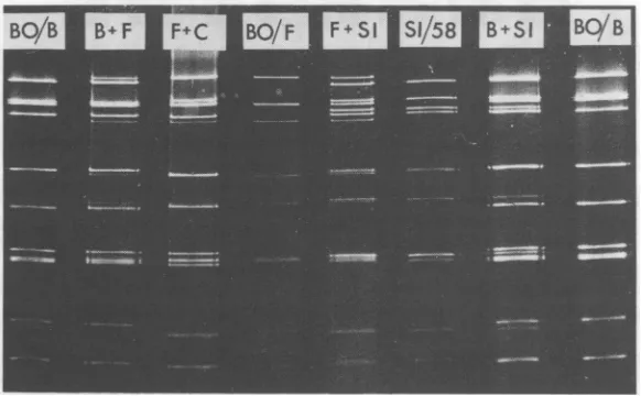 FIG. 2.phoresedtheandtionco-electrophoresedVictoria/75/BVictoria/75/B Electrophoretic fractionation patterns of the RNA of a simian and various bovine rotaviruses, on one 10% Laemmli polyacrylamide gel slab