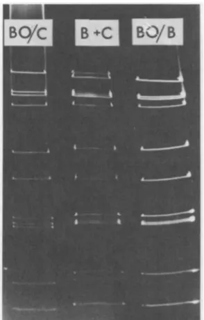 FIG. 4.polyacrylamideresedelectrophoresedbottom.74/AVictoria/185/74/A Comparison of various bovine rotavirus genomes by co-electrophoresis on one 10% Laemmli gel slab