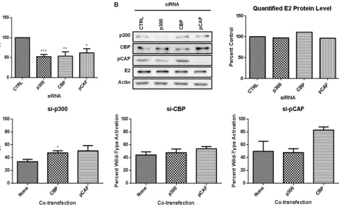 FIG 1 E2 transcriptional activity is dependent on physiological levels of p300, CBP, and pCAF