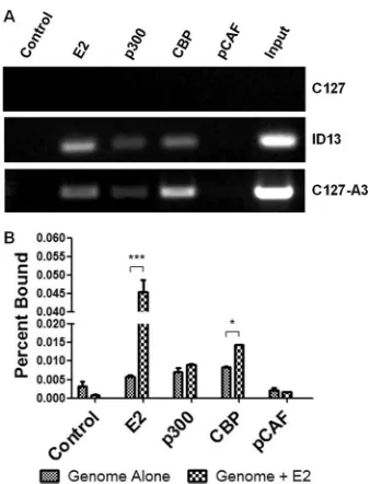 FIG 2 p300 and CBP but not pCAF interact with the BPV-1 genome. (A)genomes in the presence or absence of BPV-1 E2