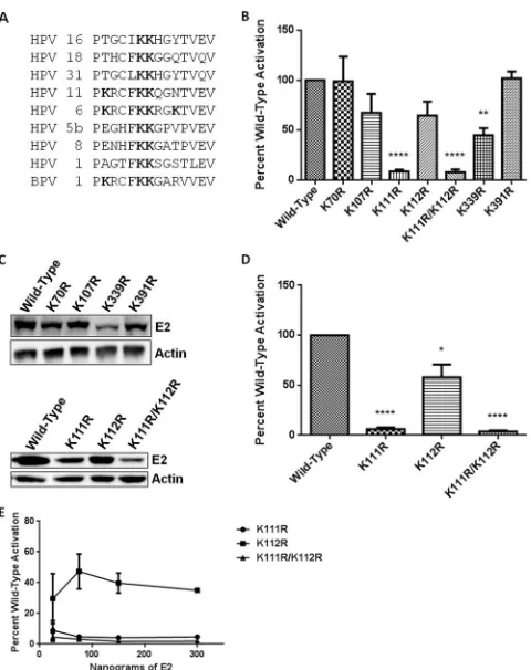 FIG 4 E2 lysine mutations display transcriptional defects. (A) Sequence align-****,ment of the region between amino acids 106 and 119 of BPV-1 E2