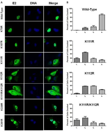 FIG 5 E2 lysine-to arginine-mutants mislocalize. (ATwenty-four hours posttransfection, cells were ﬁxed and stained using an antibody to E2 (green), and DNA was visualized using DAPI (blue)