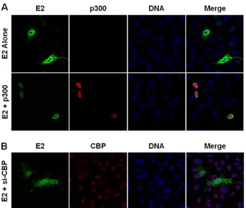 FIG 6 p300 does not enhance the transcriptional activity of E2 K111R mu-tants. RKO cells were transfected with an E2-responsive luciferase reporter,wild-type or mutant E2, and a p300 expression construct or empty vector