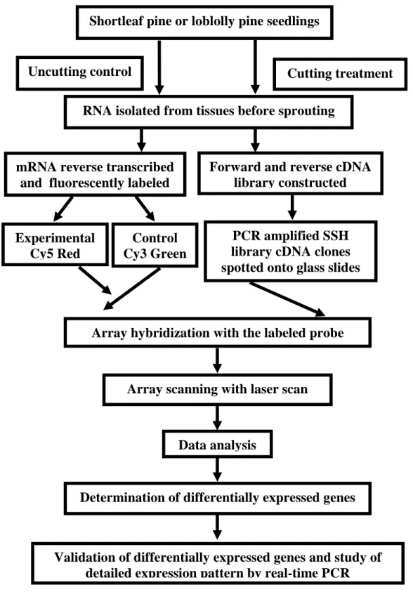 Figure 4.  Detailed experimental outline.  Tissues were collected at different time points,  and tissues collected at the optimum time points (shortleaf pine, the first and second  day; loblolly pine, the sixth and the seventh day) were used for preparatio