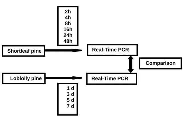 Figure 5.  Tissue collection for Real-time PCR.  Tissues were collected at different time  points after top-killing for quantitative realtime PCR experiments