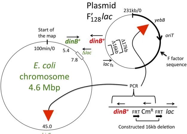 Figure 2 The relevant loci on chromosome and plas-A heavy line indicates the portion of the Fmake the isogenic set of strains used for reversion,these insertions and deletions were assembled intoisogenic combinations by either transduction or con-jugation