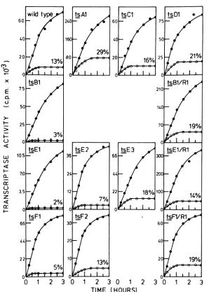 FIG. 1.39°C.at 31°C Assay of the virion-associated RNA transcriptase of the ts mutants of VSV New Jersey at 31 and The virion-associated RNA transcriptase in purifiedpreparations of the ts mutants was assayed either (@) or at 39°C (0) as described in the text.