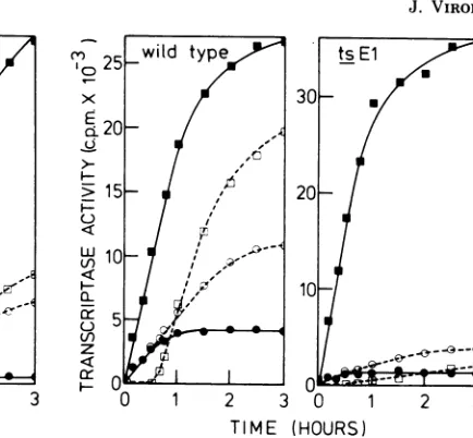 FIG. 4.MgCl2MgCl2reactionzymeafteractivityityandtivity  Reversibility of the RNA transcriptase ac- ofthe mutant ts El