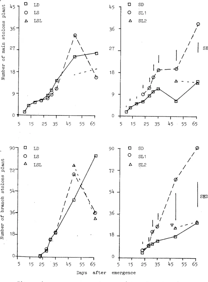Figure 2.4.1.2 The effect of photoperiod on the number of main and branch stolons.