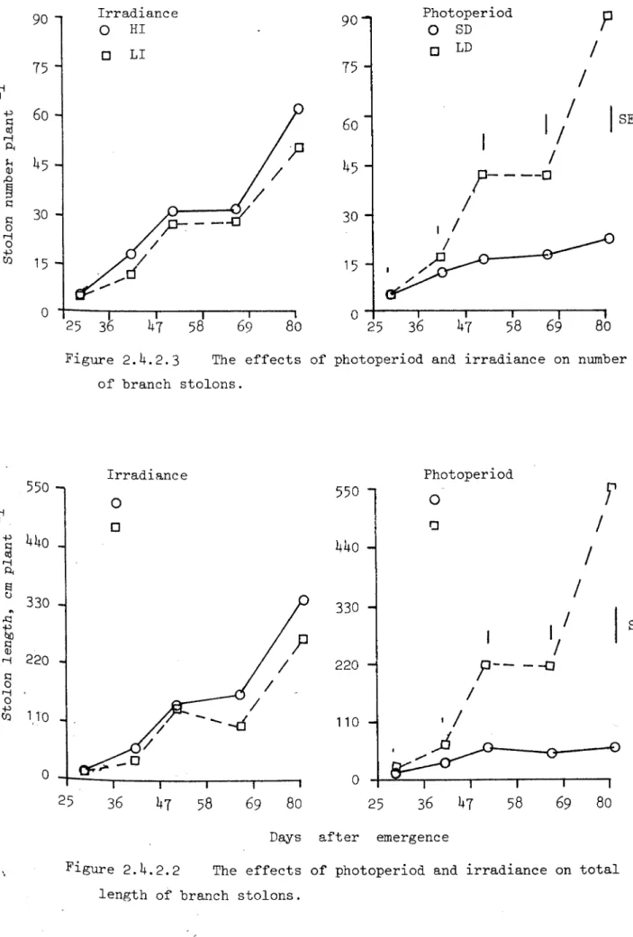 Figure 2.4.2.2 The effects of photoperiod and irradiance on total length of branch stolons.