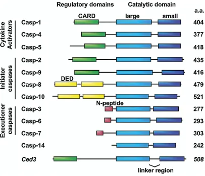 Figure 2. Caspase classification. Human caspases are classified according to their 