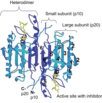 Figure 4. Caspase-3 crystal structure. A contiguous β-sheet provided by both small 