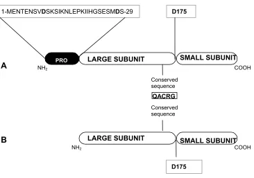 Figure 5. Procaspase-3 and pro-less variant. Panel A. Schematic representation of 