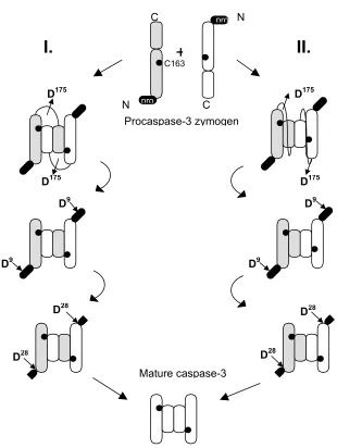 Figure 5. Panel C. Models for procaspase-3 assembly and maturation. Two 