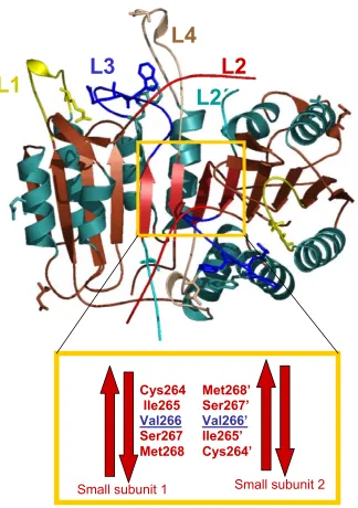 Figure 6. Panel A. Catalytic loops of caspase-3 (L1-L4), described in text, and the 