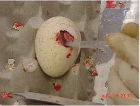 Figure 1.  Injection of BrdU into 25E turkey embryo in ovo. 