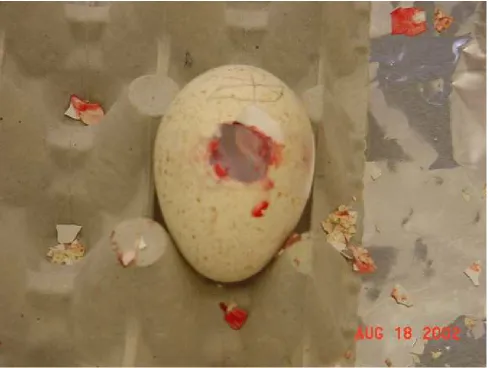 Figure 2.  Egg sealed and ready to return to incubator. 