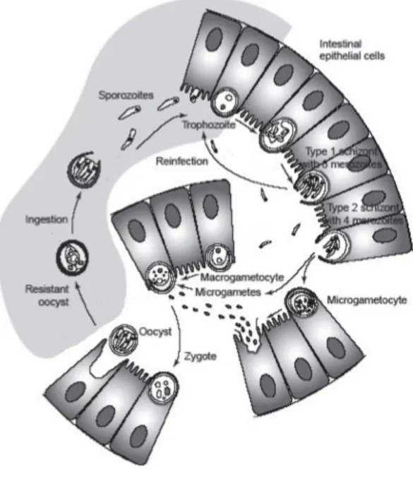 Figure 2. Diagram of Cryptosporidium’s life  cycle. (source: modified from Sunnotel et al