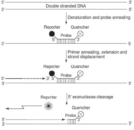 Figure 3. Diagram of the principle of qPCR using the TaqMan system. 