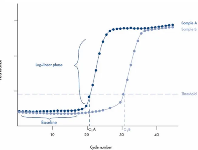 Figure 4. A qPCR amplification plot. (source: QIAGEN - Data analysis 2013) 
