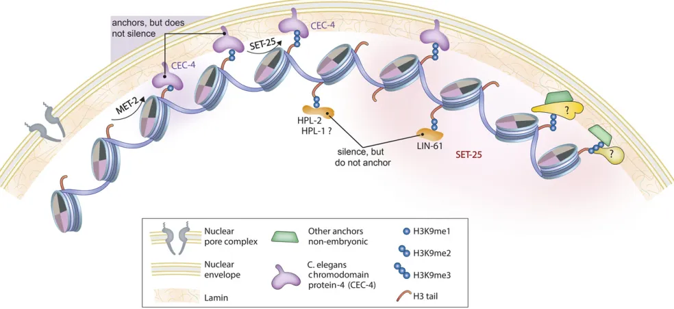Figure 2 Histone H3K9 methylation triggers peripheral localization of chromatin independently of HPL-1/-2 or LIN-61 binding