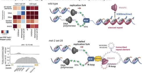 Figure 3 Larvae lacking MET-2 and SET-25 show an accumulation of RNA:DNA hybrids or R-loops at transcribed repeat elements