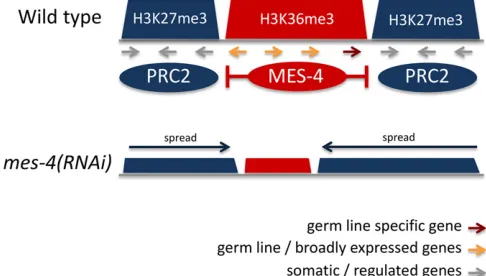 Figure 4 Functional antagonism between MES-4 and PRC2. The genomeRNA interference-treated mothers), H3K27me3 marking spreads into re-genes (red) and broadly expressed genes (orange)