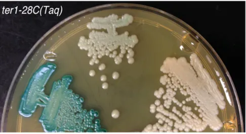 Figure 4 ter1-28C28Cgrowth on YPD plates with X-gal. Shown are comparisons between(Taq) pale blue isolates were identiﬁed after extended ter1-(Taq) clones producing blue colonies (left streak), a mutant producingpale blue colonies (middle streak), and a mu
