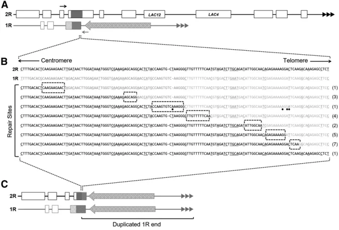Figure 5 Sequence junctions of 24 white iso-mologous region on 1R. (B) The top two se-quences shown are the native 2R and 1Rsequence in solid and shaded, respectively.The sequence reads from 24 2R/1R junctionsare shown below