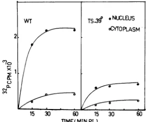 Figure uptake.andThewithintheThere 1 shows the kinetics of uptake of WT ts1-39°C virions by HEp-2 cells at 390C