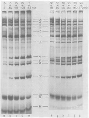 FIG. 3.[35S]methionineadded Pulse-chase analyses of the formation ofEMC viral proteins