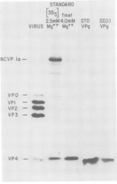 FIG. High-voltageoresissis 4. paper electroph of [35SJfnet-labeled tryptic peptide,s