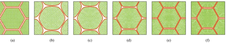 Fig. 1237-cell tissue model (enlarged view): (a) initial condition before simulations