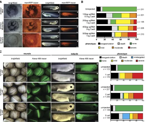 Figure 241) stages. Mistargeted: tracer not present in the eye. (A and C) White bar,500embryo death prior to gastrulation; death: embryo death after gastrulation and before stage 392-cell embryo